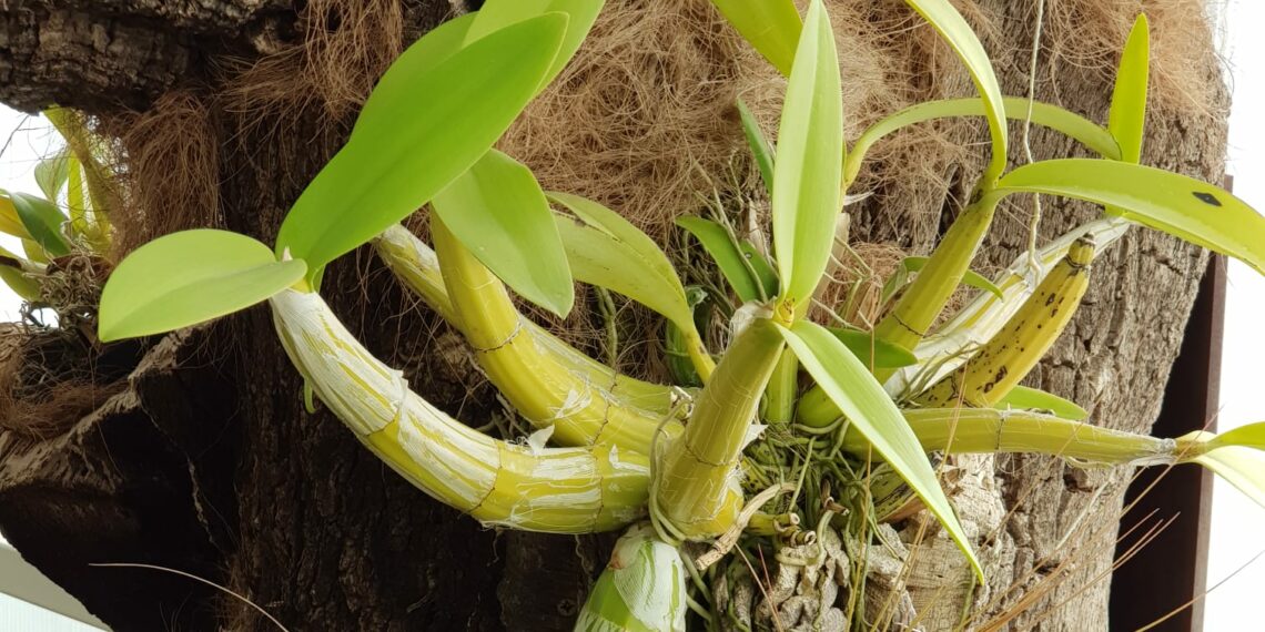El Orquidario de Estepona consigue tras siete años de cuidados que florezca un singular ejemplar