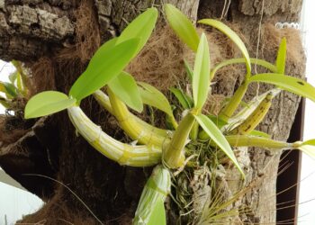 El Orquidario de Estepona consigue tras siete años de cuidados que florezca un singular ejemplar