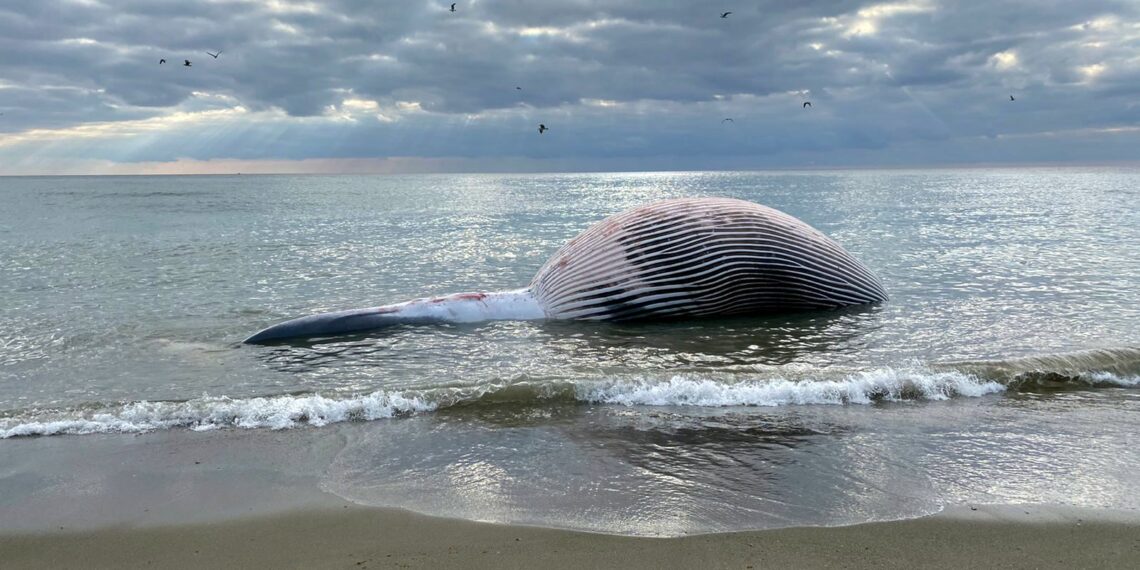 Entierran los restos de la ballena tras varios intentos fallidos por sumergirla en el mar