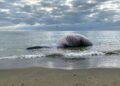 Entierran los restos de la ballena tras varios intentos fallidos por sumergirla en el mar