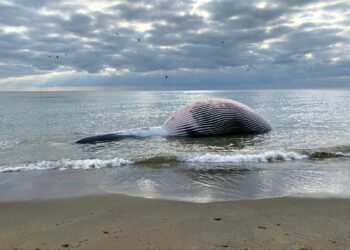 Entierran los restos de la ballena tras varios intentos fallidos por sumergirla en el mar