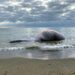 Entierran los restos de la ballena tras varios intentos fallidos por sumergirla en el mar