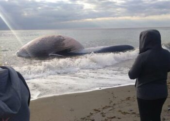 Encuentran una ballena varada en una playa de Estepona