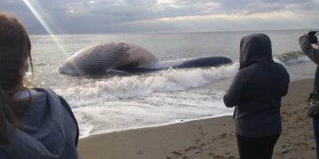 Encuentran una ballena varada en una playa de Estepona