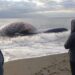 Encuentran una ballena varada en una playa de Estepona