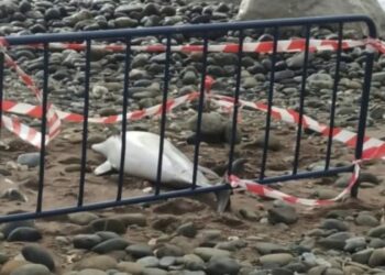 El misterio de los delfines muertos en Estepona: 13 han aparecido varados en las últimas semanas