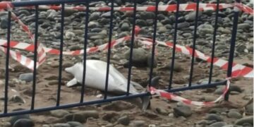 El misterio de los delfines muertos en Estepona: 13 han aparecido varados en las últimas semanas
