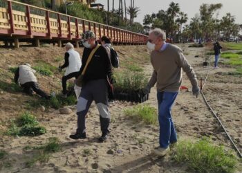 La Asociación Pro Dunas reforesta la duna de Torre Real con más de un centenar de plantones