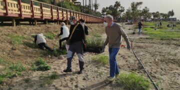 La Asociación Pro Dunas reforesta la duna de Torre Real con más de un centenar de plantones