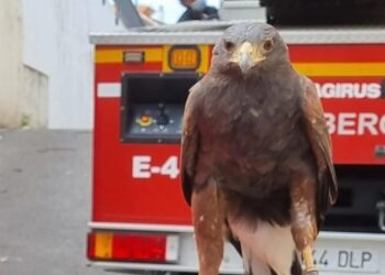 Bomberos rescatan a un águila que se había quedado atrapado en un árbol en Coín