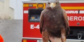 Bomberos rescatan a un águila que se había quedado atrapado en un árbol en Coín