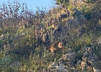 Se solicita a la fiscalía la suspensión de una montería organizada en Sierra Bermeja