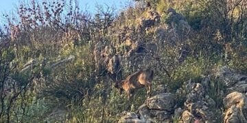 Se solicita a la fiscalía la suspensión de una montería organizada en Sierra Bermeja