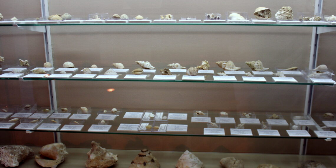 Crecen los fondos del Museo Paleontológico con una colección de fósiles del Plioceno hallados en Estepona