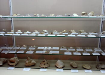 Crecen los fondos del Museo Paleontológico con una colección de fósiles del Plioceno hallados en Estepona