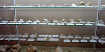 Crecen los fondos del Museo Paleontológico con una colección de fósiles del Plioceno hallados en Estepona