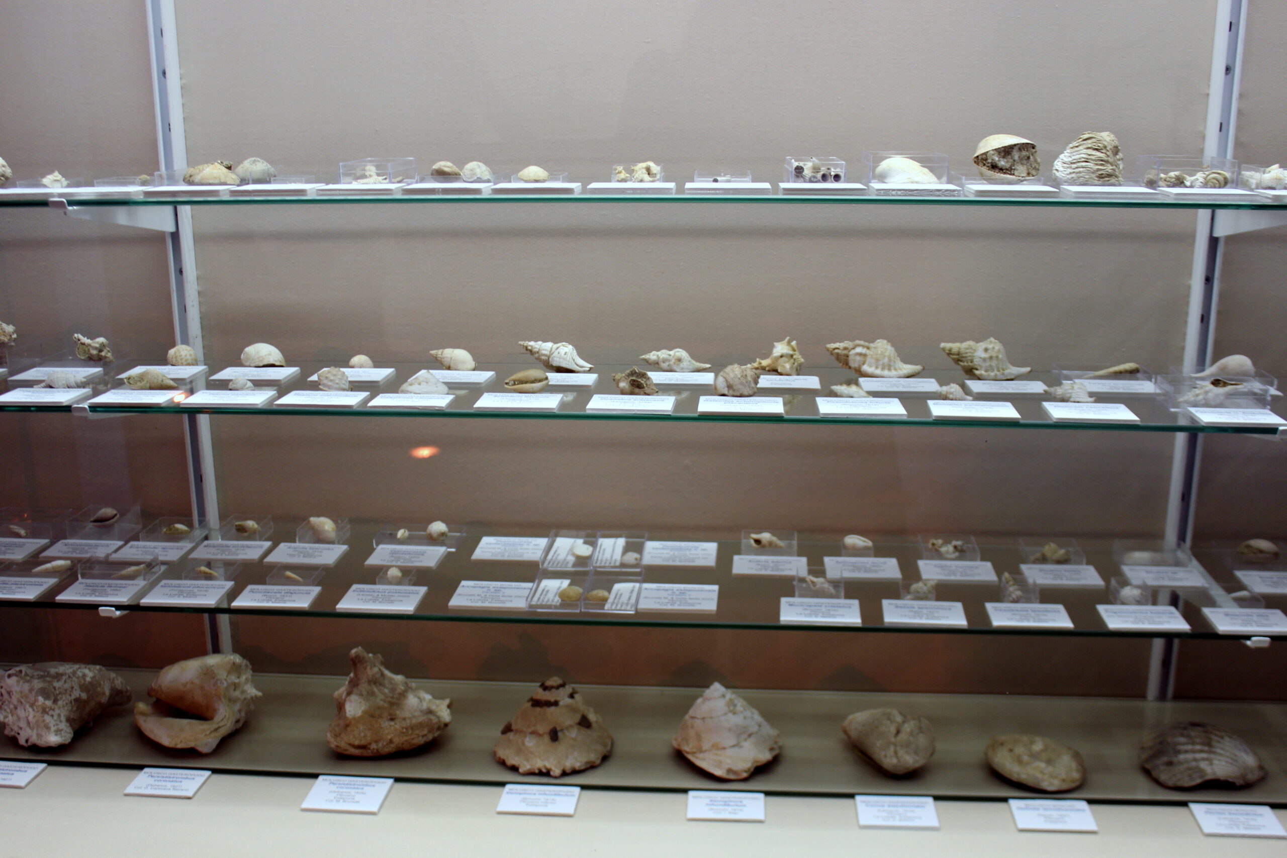 Crecen los fondos del Museo Paleontológico con una colección de fósiles del Plioceno hallados en Estepona