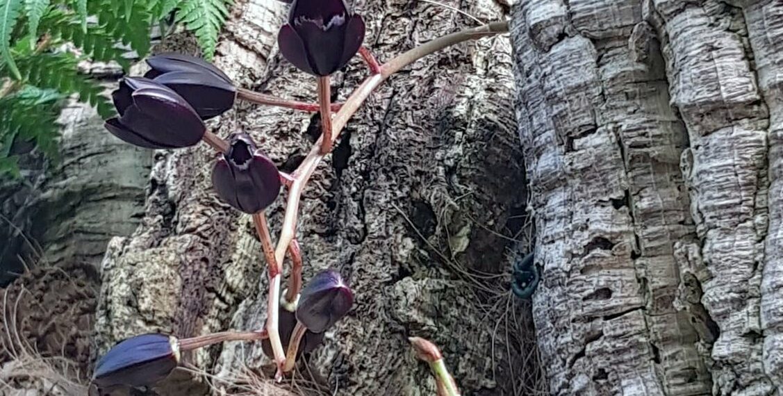 Florece en el Parque Botánico-Orquidario de Estepona una especie única