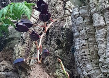 Florece en el Parque Botánico-Orquidario de Estepona una especie única