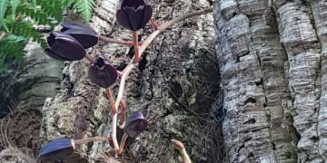 Florece en el Parque Botánico-Orquidario de Estepona una especie única
