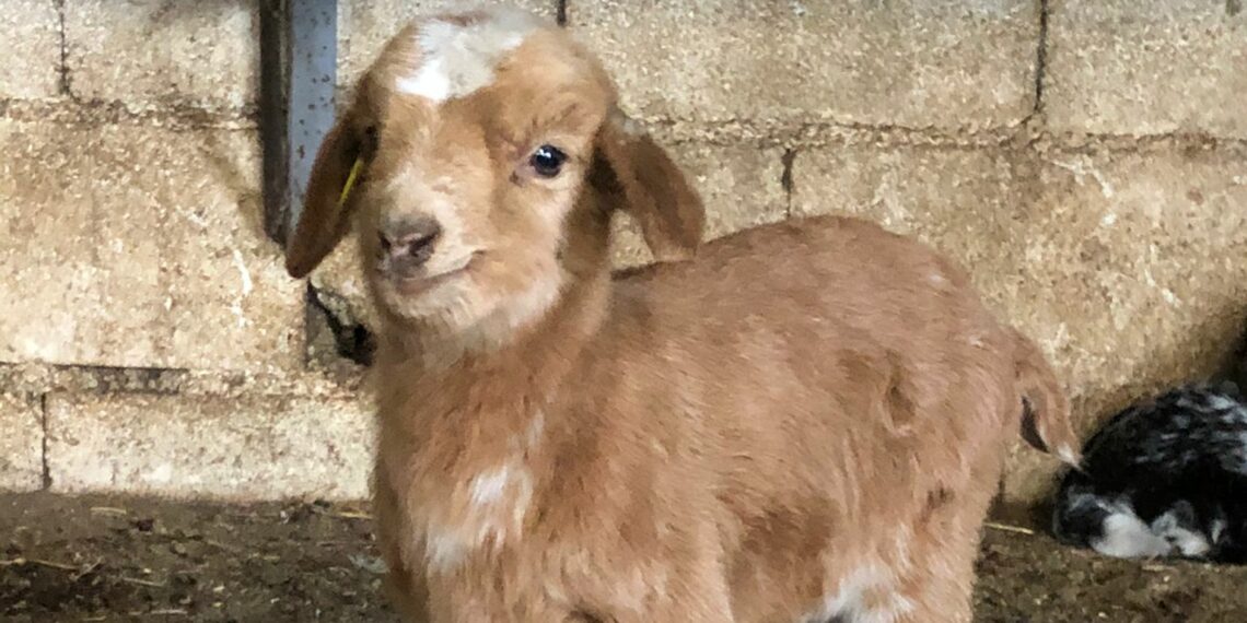 Crestellina se ha llenado de chivitos y ahora puedes ir a visitarlos