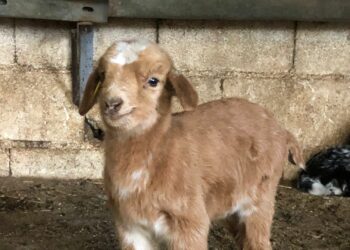 Crestellina se ha llenado de chivitos y ahora puedes ir a visitarlos