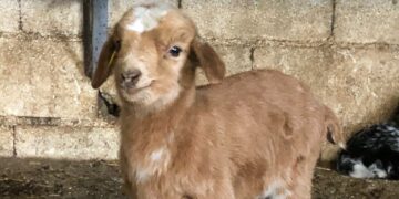 Crestellina se ha llenado de chivitos y ahora puedes ir a visitarlos