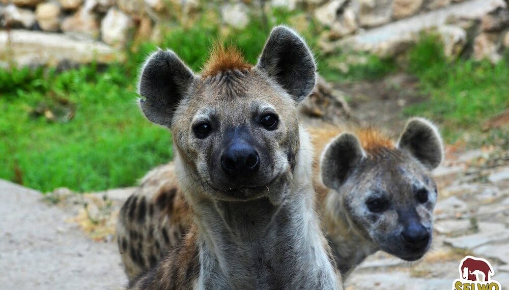 Selwo Aventura inicia nueva temporada y recupera sus campamentos de verano