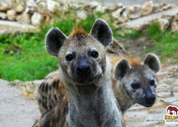 Selwo Aventura inicia nueva temporada y recupera sus campamentos de verano