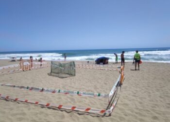 Paralizan la construcción de un chiringuito en la playa donde nacieron las tortugas bobas