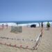 Paralizan la construcción de un chiringuito en la playa donde nacieron las tortugas bobas
