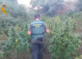 Golpe al cultivo de marihuana en la provincia de Málaga