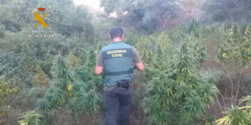 Golpe al cultivo de marihuana en la provincia de Málaga