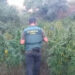 Golpe al cultivo de marihuana en la provincia de Málaga