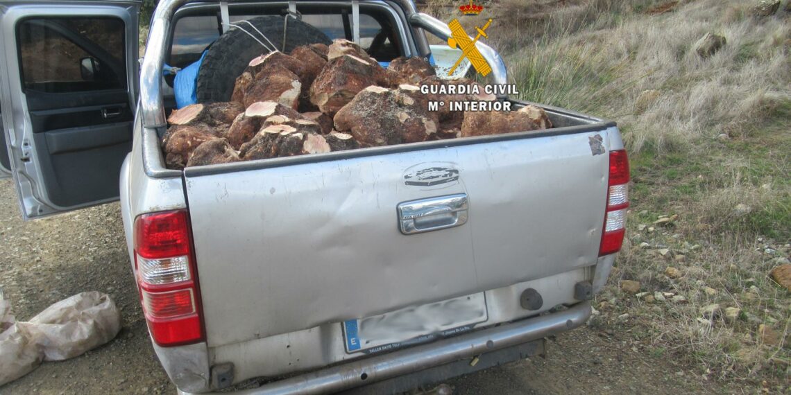 Denunciadas tres personas por cortar ilegalmente 48 cepas de brezo en la Sierra de las Nieves