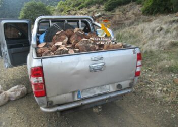 Denunciadas tres personas por cortar ilegalmente 48 cepas de brezo en la Sierra de las Nieves