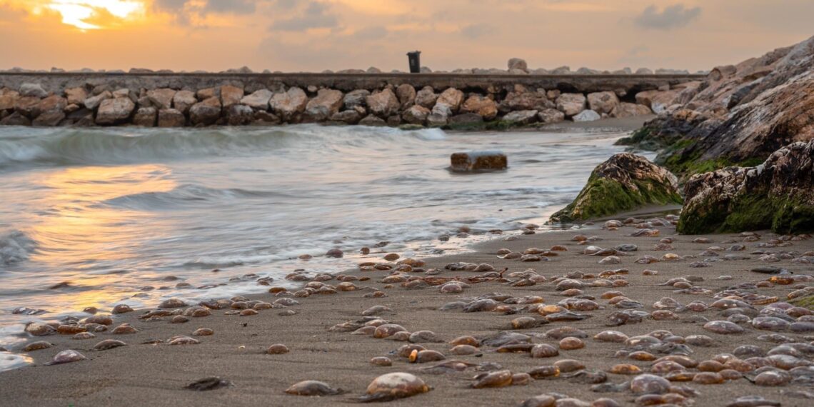 Plaga de medusas en la Costa del Sol en pleno temporal primaveral