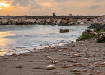 Plaga de medusas en la Costa del Sol en pleno temporal primaveral