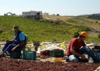 El Ayuntamiento de Manilva informa sobre ayudas para la producción de uvas pasas