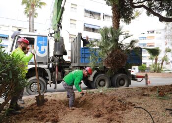 El Ayuntamiento de Marbella trasplantará una veintena de árboles de la calle Doha