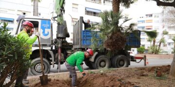 El Ayuntamiento de Marbella trasplantará una veintena de árboles de la calle Doha