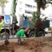 El Ayuntamiento de Marbella trasplantará una veintena de árboles de la calle Doha
