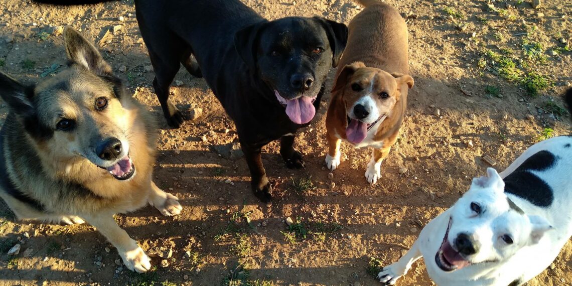 A punto de comenzar las obras para construir el nuevo refugio de la Triple A