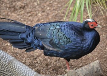 El Bioparc Fuengirola, con una de las aves más amenazadas del mundo: el faisán de Edwards