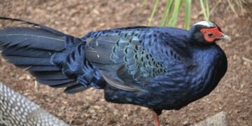 El Bioparc Fuengirola, con una de las aves más amenazadas del mundo: el faisán de Edwards