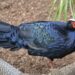 El Bioparc Fuengirola, con una de las aves más amenazadas del mundo: el faisán de Edwards