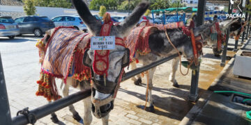 Los burro-taxis de Mijas: maltrato animal crónico con el beneplácito de la Administración
