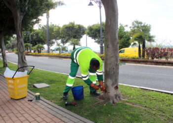 El Ayuntamiento de Estepona aplica un tratamiento sostenible para combatir la plaga de la psila