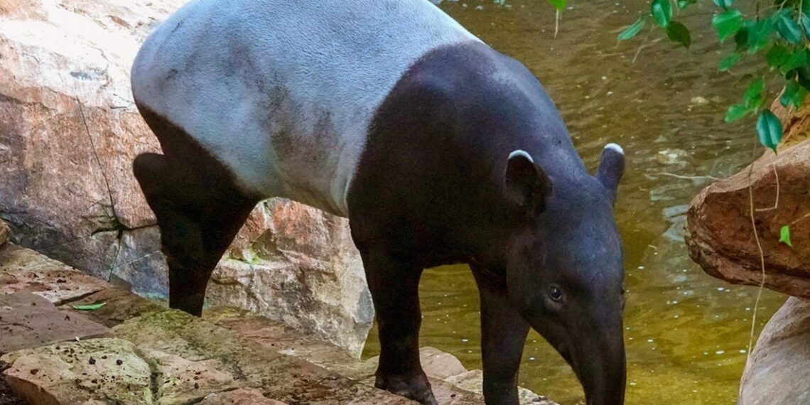 Bioparc Fuengirola, único centro de España que trabaja en la conservación del tapir malayo