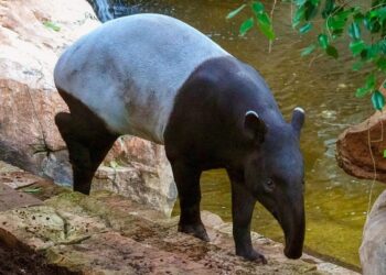 Bioparc Fuengirola, único centro de España que trabaja en la conservación del tapir malayo